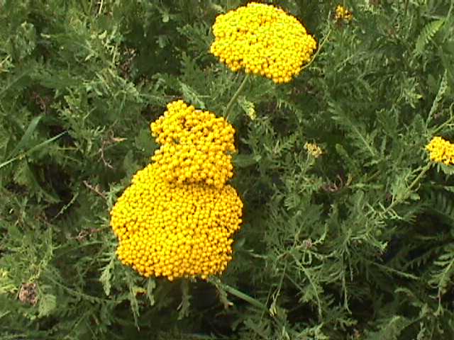 Plant photo of: Achillea filipendulina 'Cloth of Gold'