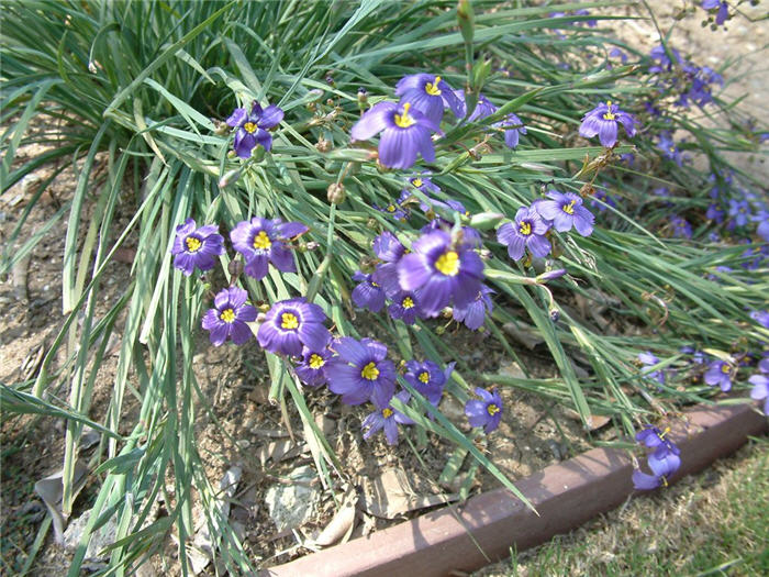 Plant photo of: Sisyrinchium bellum