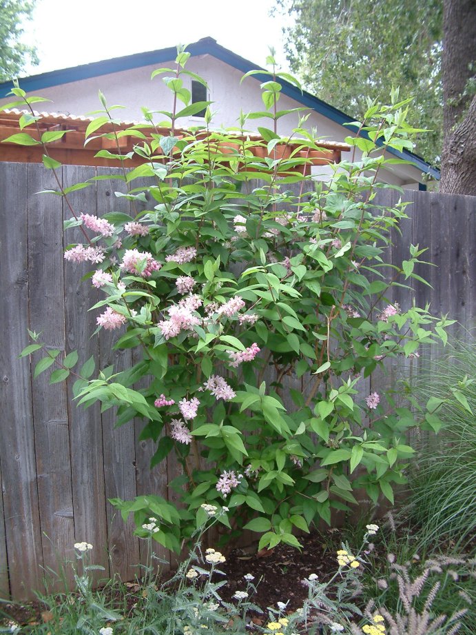 Deutzia hybrids 'Pink-A-Boo'