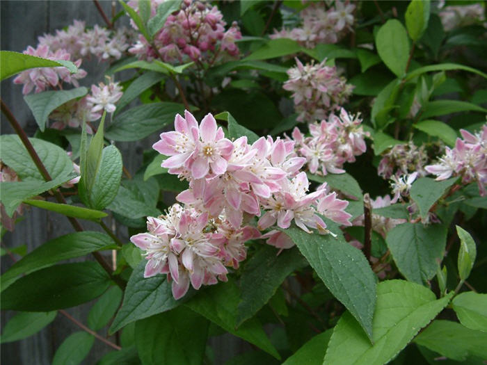 Plant photo of: Deutzia hybrids 'Pink-A-Boo'