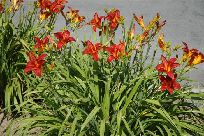 Hemerocallis hybrids