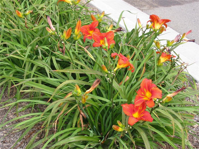 Plant photo of: Hemerocallis hybrids