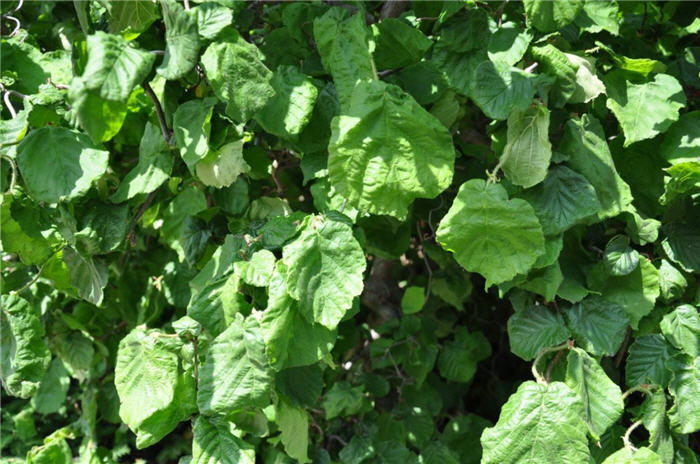 Plant photo of: Corylus avellana 'Contorta'