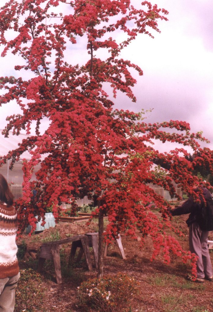 Crataegus X lavallei 'Paul's Scarlet'