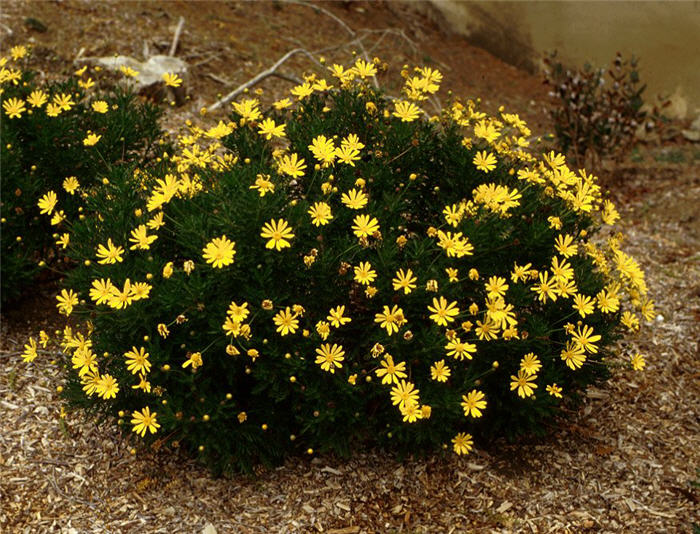 Euryops pectinatus 'Viridis'