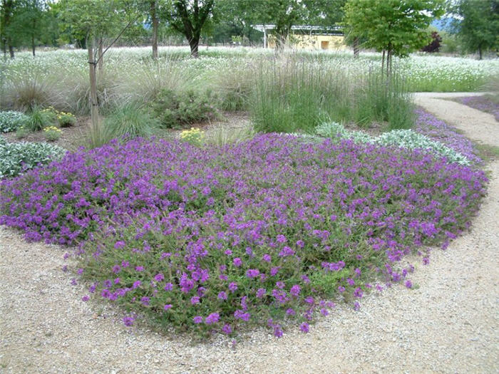 Verbena 'Homestead Purple'