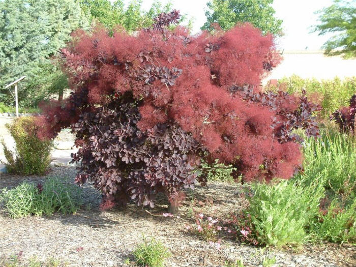 Cotinus coggygria 'Purpureus'