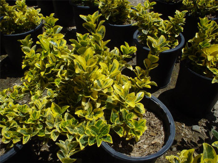 Euonymus japonica 'Aureo Variegatus'