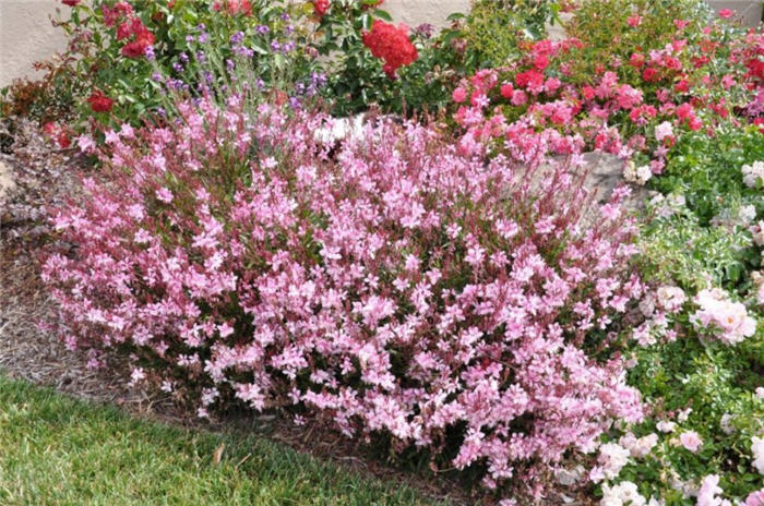 Gaura lindheimeri 'Whirling Butterflies'