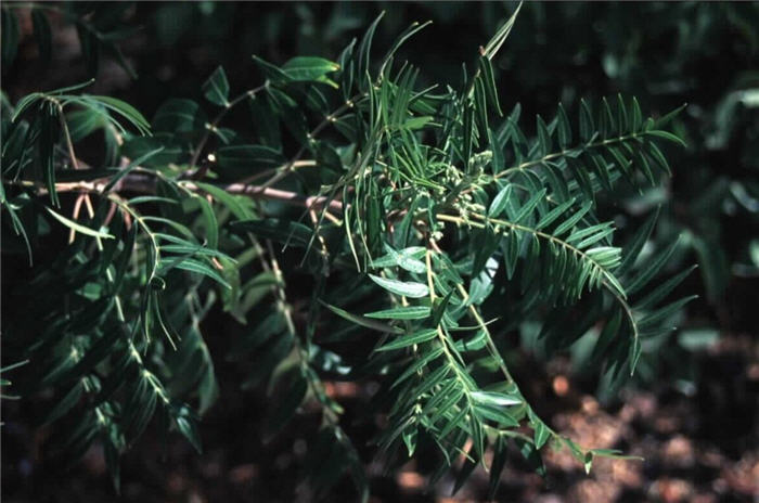 Rhus lanceolata