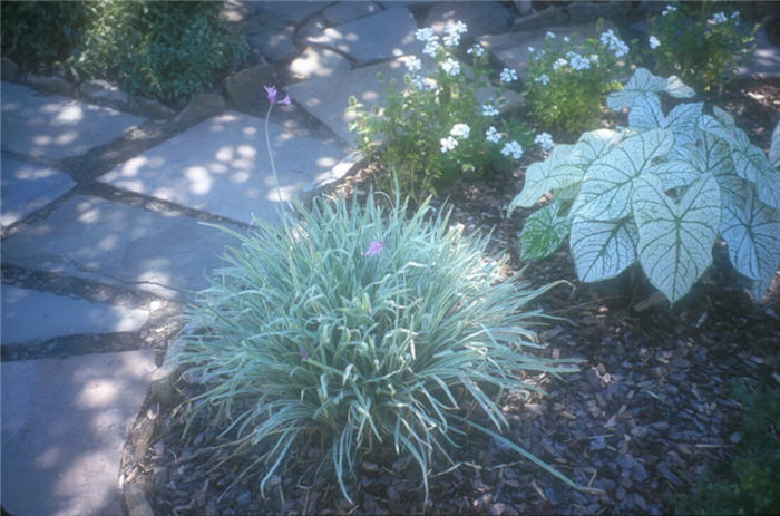 Tulbaghia violacea 'Variegata'