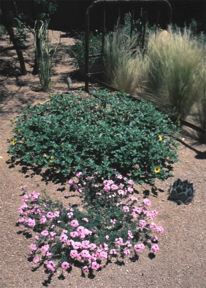 Plant photo of: Verbena tenuisecta 'Edith'