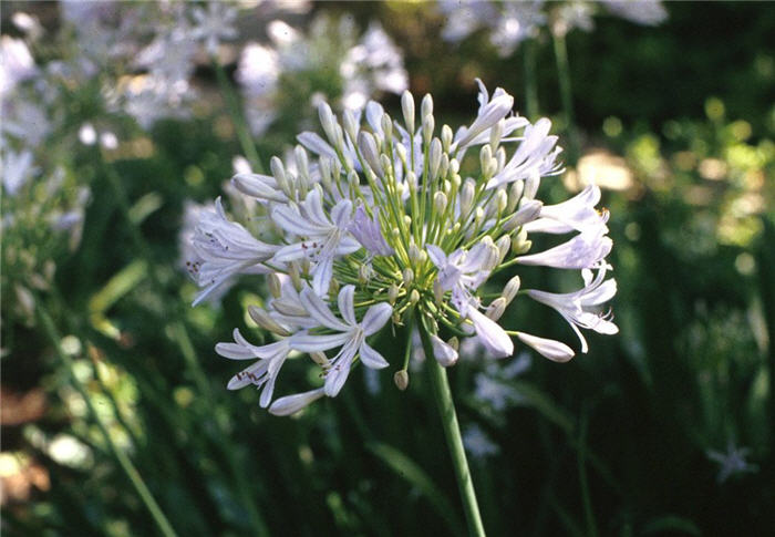 Agapanthus praecox ssp. orientalis 'Albu