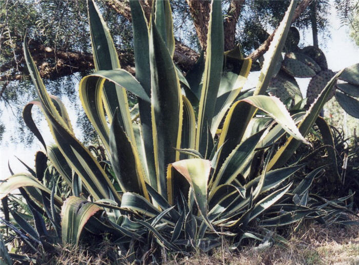 Plant photo of: Agave americana marginata