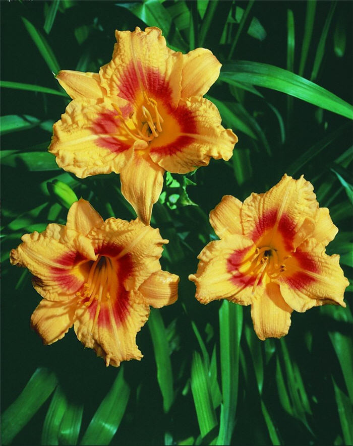 Plant photo of: Hemerocallis 'Black-Eyed Stella'