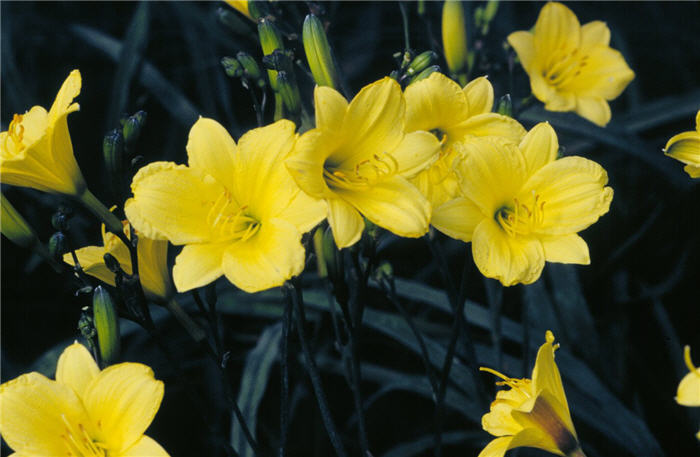 Bitsy Daylily