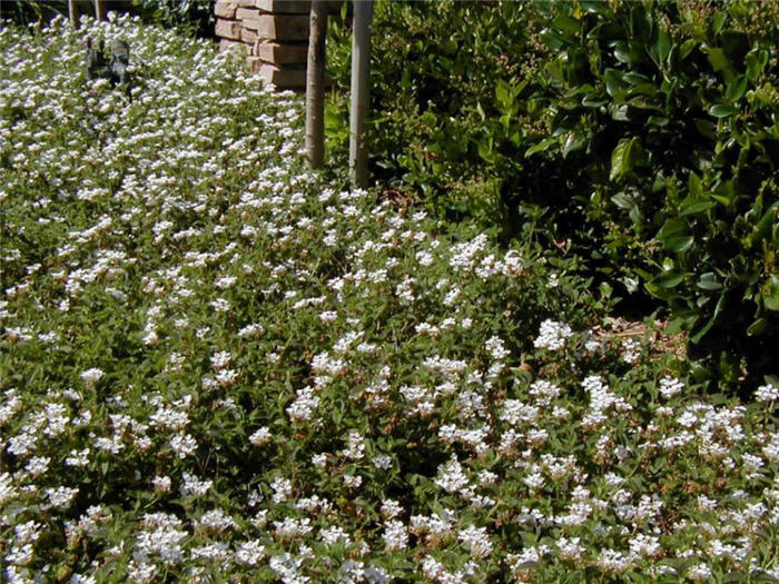 Lantana montevidensis 'White Lightnin'