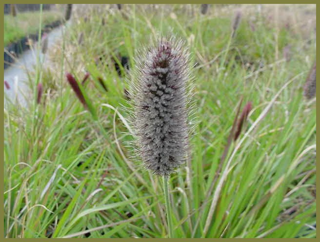 Red Bunny Tails Fountain Grass