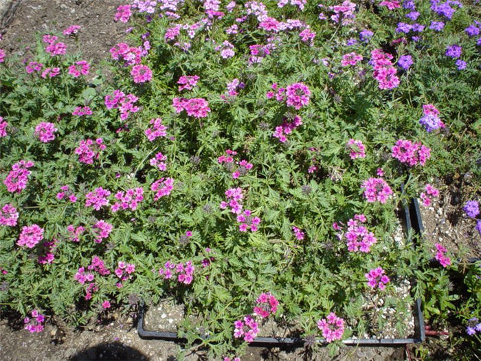 Verbena 'Temari Violet'