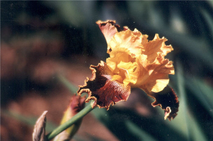 Plant photo of: Iris bearded 'Dazzling Gold'