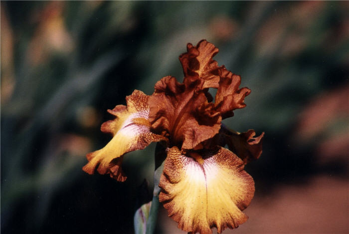 Plant photo of: Iris bearded 'Dazzling Gold'