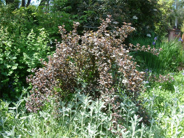 Physocarpus opulifolius 'Diablo'