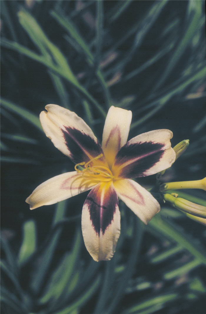 Plant photo of: Hemerocallis 'Cleopatra'