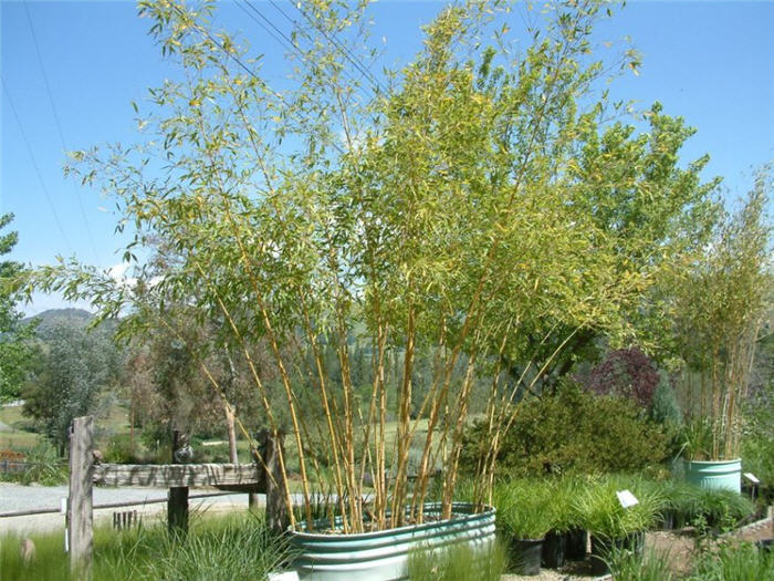 Phyllostachys viridis 'Robert Young'