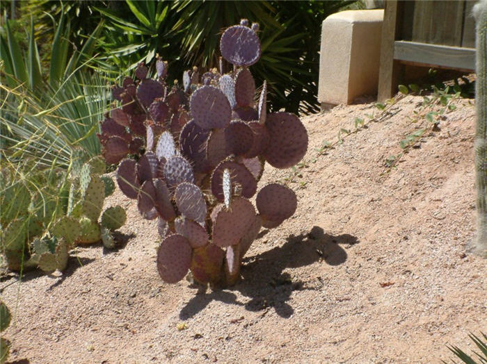 Plant photo of: Opuntia macrocentra 'Tubac'