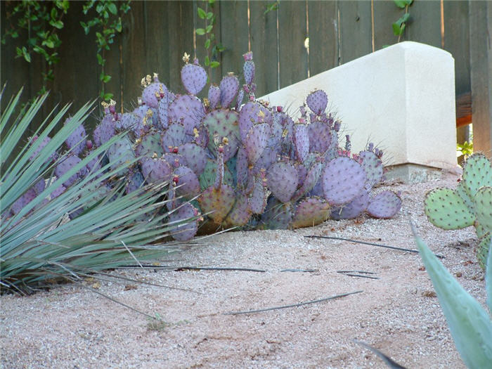 Plant photo of: Opuntia macrocentra 'Tubac'