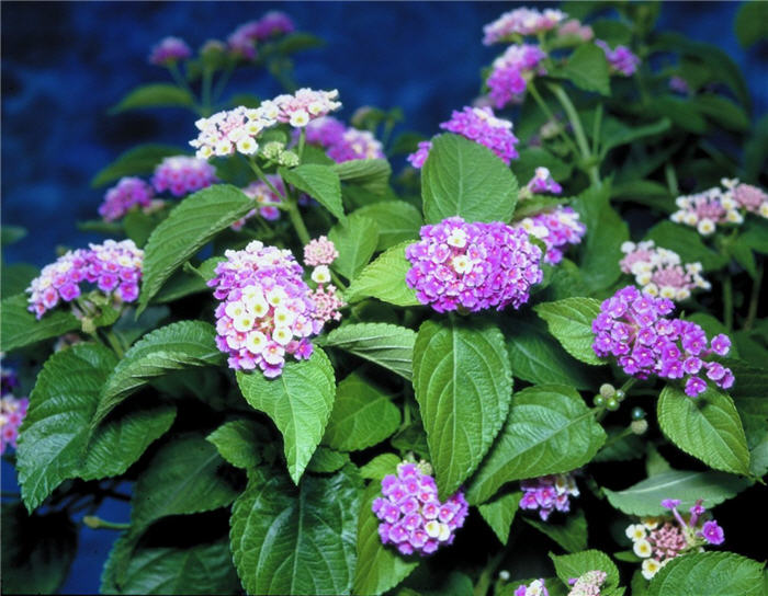 Lantana Patriot, Classic Passion