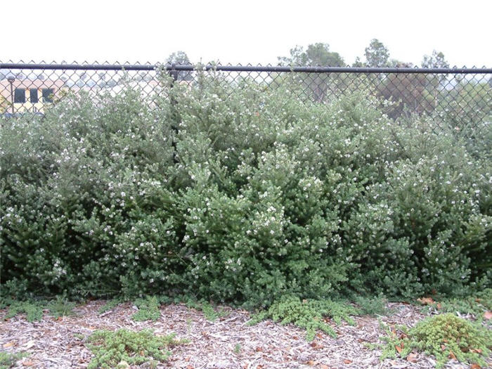 Coast Rosemary, Westringia