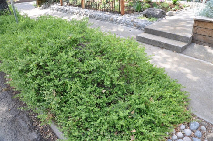 Dwarf Coyote Brush or Bush cv.