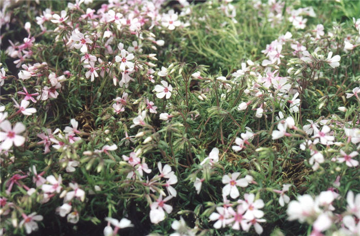 Plant photo of: Phlox subulata 'Apple Blossom'