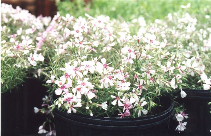 Plant photo of: Phlox subulata 'Apple Blossom'