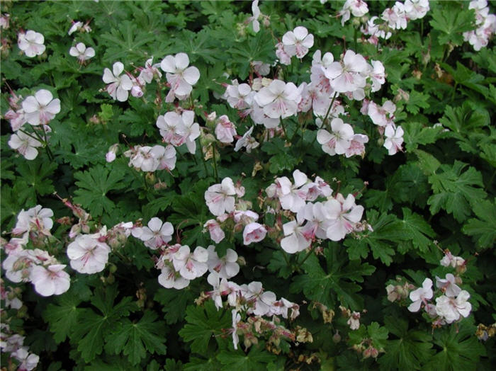 Geranium X cantabrigiense 'Biokovo'