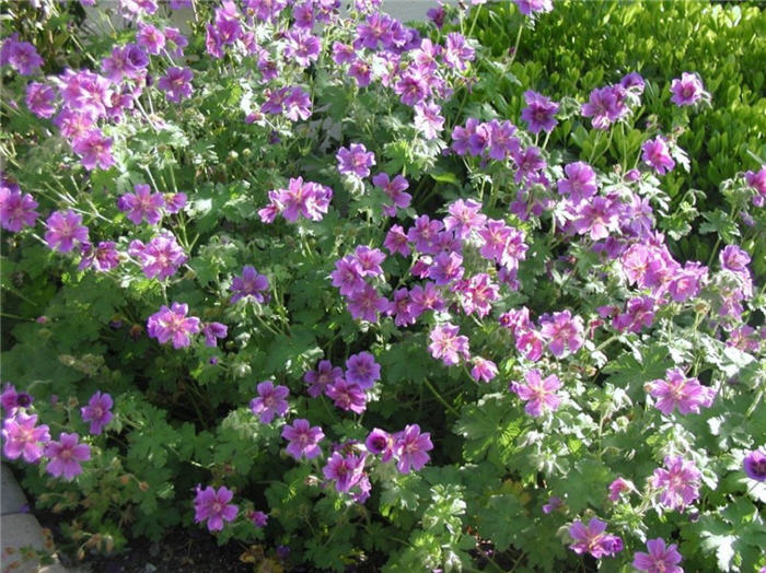 Geranium X  'Magnificum'