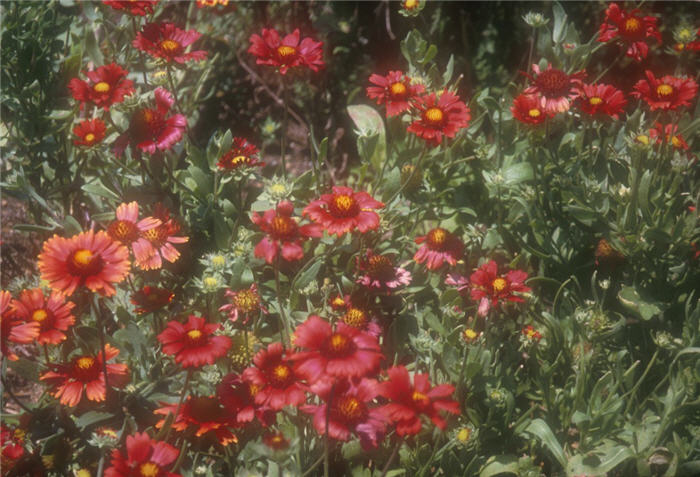 Burgundy Blanket Flower