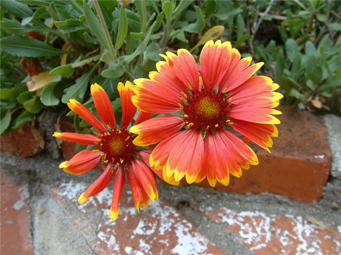 Plant photo of: Gaillardia X grandiflora 'Monarch'