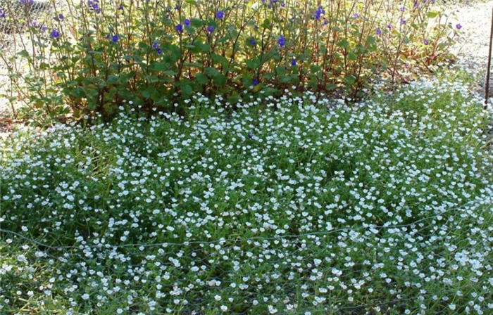 Plant photo of: Nemophila menziesii