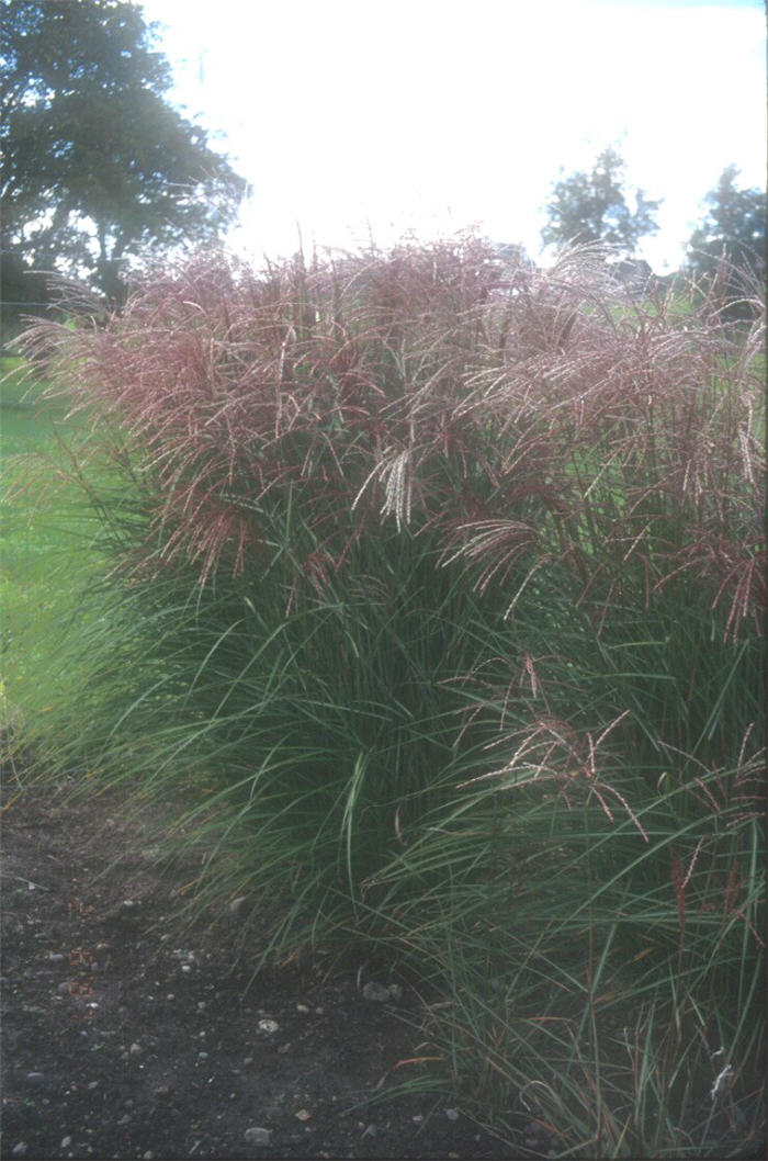 Plant photo of: Miscanthus sinensis 'Flamingo'