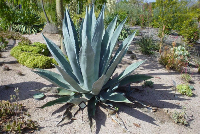 Plant photo of: Agave americana