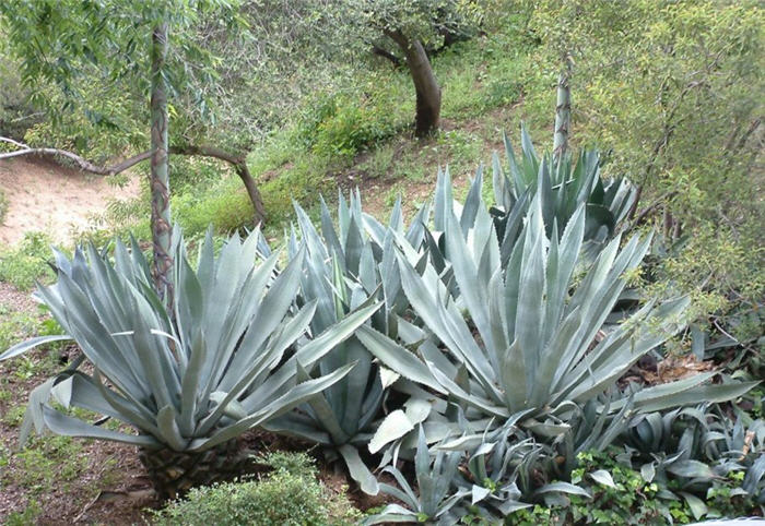 Plant photo of: Agave americana