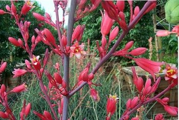 Hesperaloe parviflora