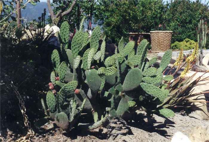 Mission or Tree Cactus, Indian Fig