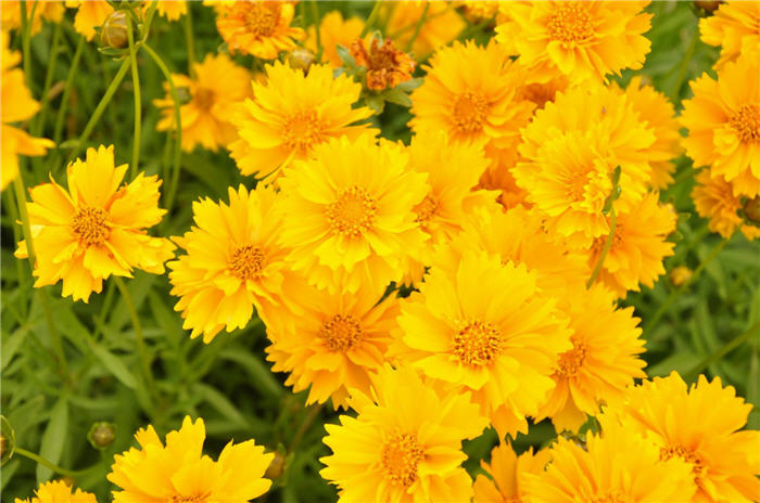 Coreopsis grandiflora 'Double Sunburst'