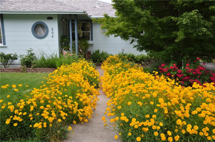 Plant photo of: Coreopsis grandiflora 'Double Sunburst'