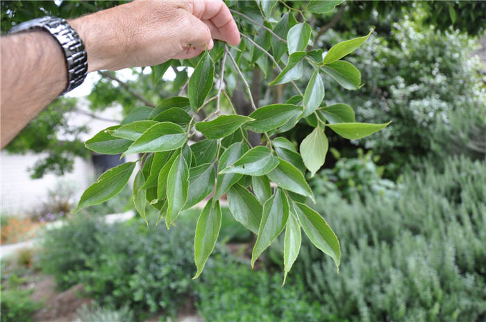 Plant photo of: Ziziphus jujuba