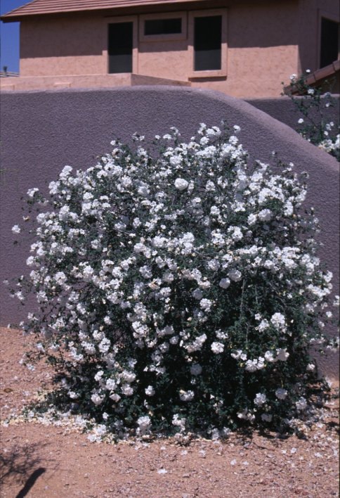 Plant photo of: Cordia parvifolia