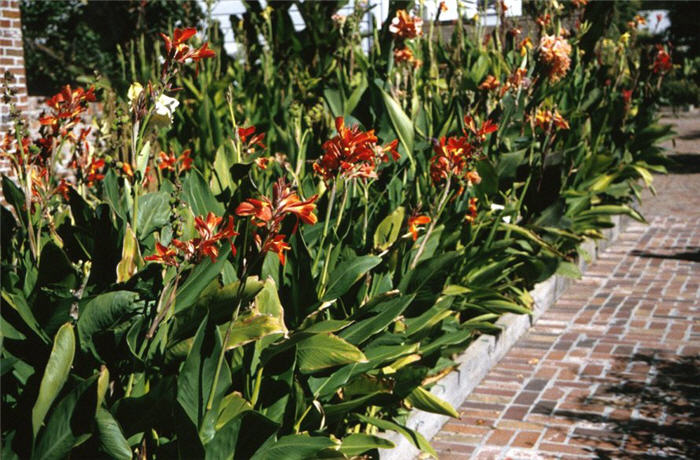 Canna, Canna Lily